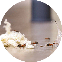 Få bugt med myrer
